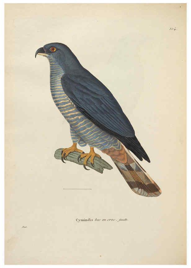 Reproducción/Reproduction 6285710425: Nouveau recueil de planches coloriées d'oiseaux A Strasbourgh ;Chez Legras Imbert et Comp.,1838
