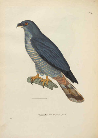 Reproducción/Reproduction 6285710425: Nouveau recueil de planches coloriées d'oiseaux A Strasbourgh ;Chez Legras Imbert et Comp.,1838