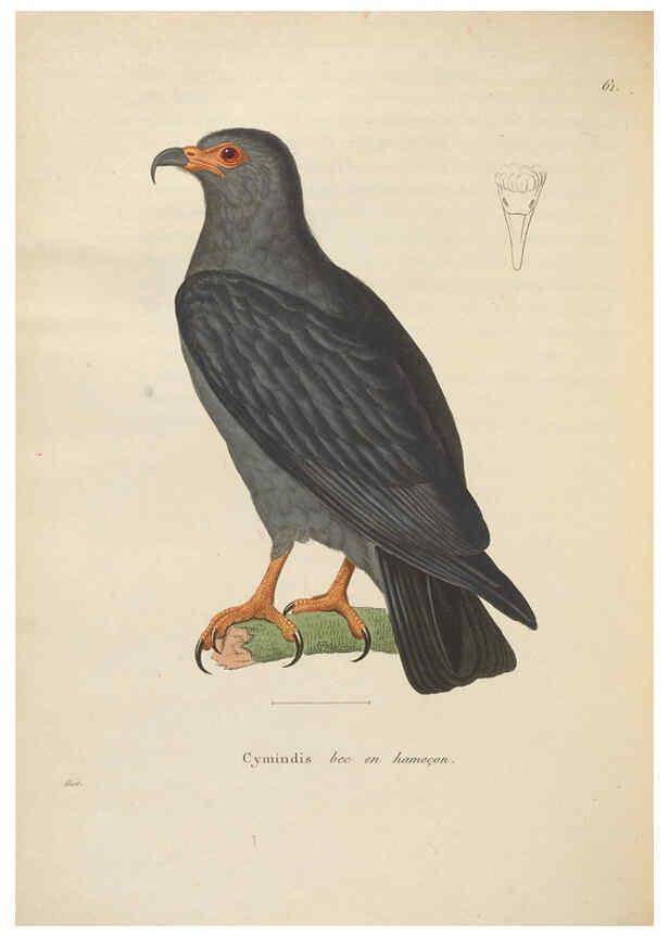 Reproducción/Reproduction 6286231560: Nouveau recueil de planches coloriées d'oiseaux A Strasbourgh ;Chez Legras Imbert et Comp.,1838