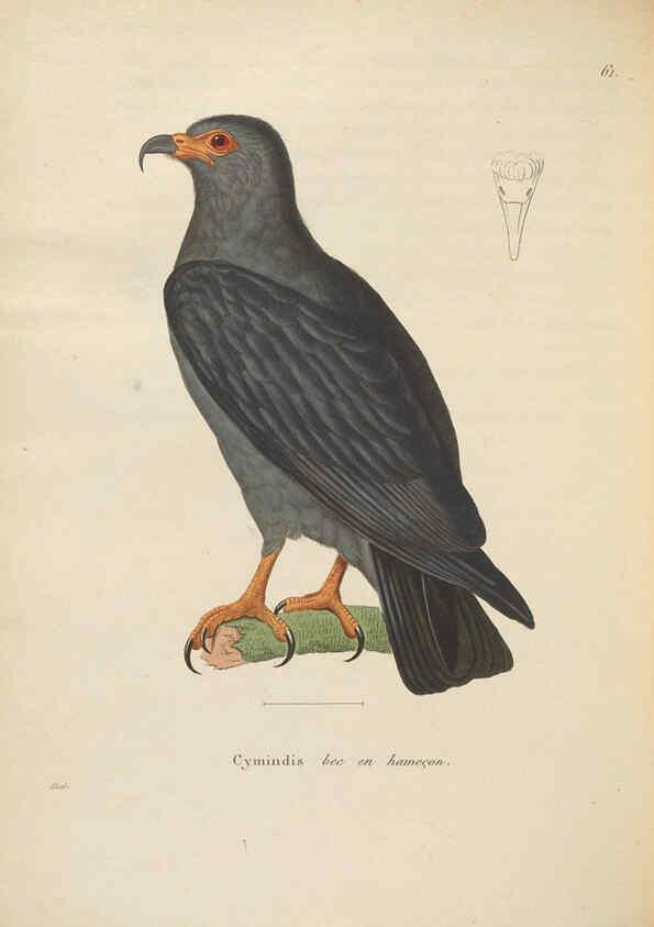 Reproducción/Reproduction 6286231560: Nouveau recueil de planches coloriées d'oiseaux A Strasbourgh ;Chez Legras Imbert et Comp.,1838