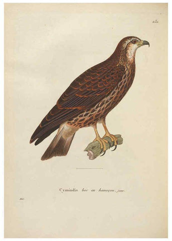 Reproducción/Reproduction 6285710949: Nouveau recueil de planches coloriées d'oiseaux A Strasbourgh ;Chez Legras Imbert et Comp.,1838