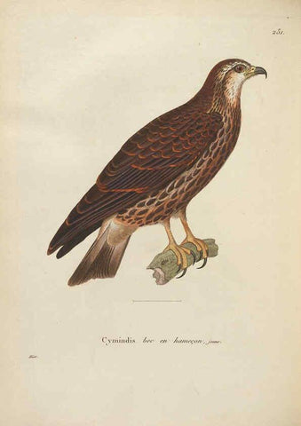 Reproducción/Reproduction 6285710949: Nouveau recueil de planches coloriées d'oiseaux A Strasbourgh ;Chez Legras Imbert et Comp.,1838