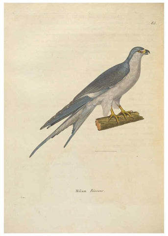 Reproducción/Reproduction 6285711099: Nouveau recueil de planches coloriées d'oiseaux A Strasbourgh ;Chez Legras Imbert et Comp.,1838