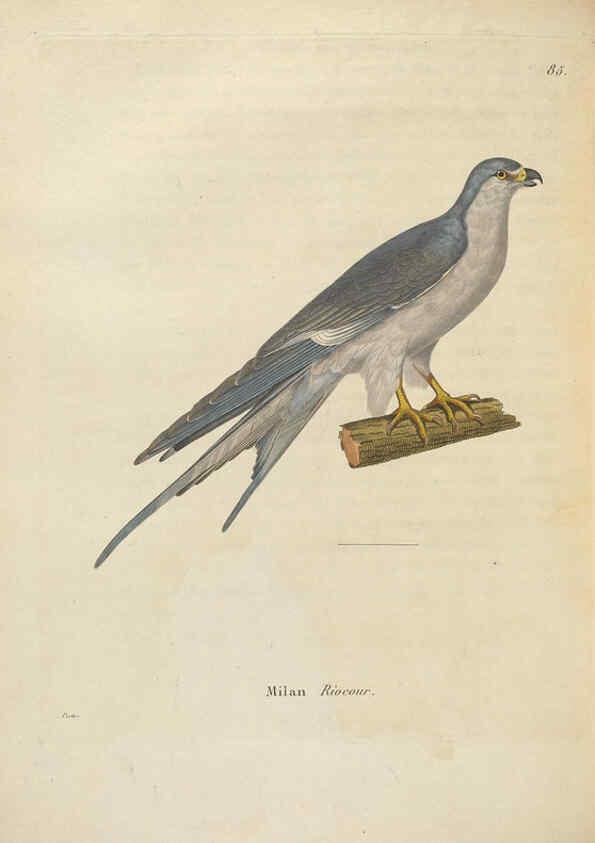 Reproducción/Reproduction 6285711099: Nouveau recueil de planches coloriées d'oiseaux A Strasbourgh ;Chez Legras Imbert et Comp.,1838