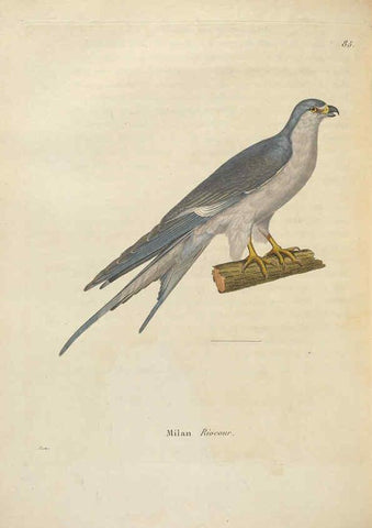 Reproducción/Reproduction 6285711099: Nouveau recueil de planches coloriées d'oiseaux A Strasbourgh ;Chez Legras Imbert et Comp.,1838