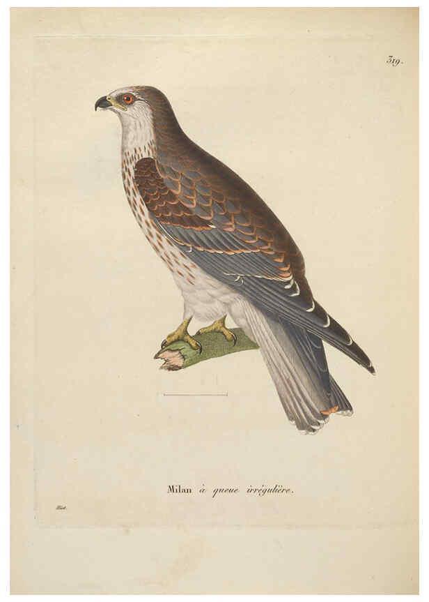 Reproducción/Reproduction 6285711267: Nouveau recueil de planches coloriées d'oiseaux A Strasbourgh ;Chez Legras Imbert et Comp.,1838