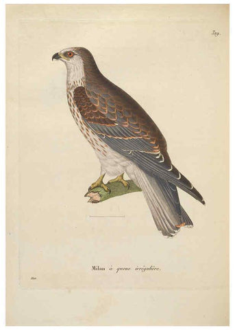 Reproducción/Reproduction 6285711267: Nouveau recueil de planches coloriées d'oiseaux A Strasbourgh ;Chez Legras Imbert et Comp.,1838