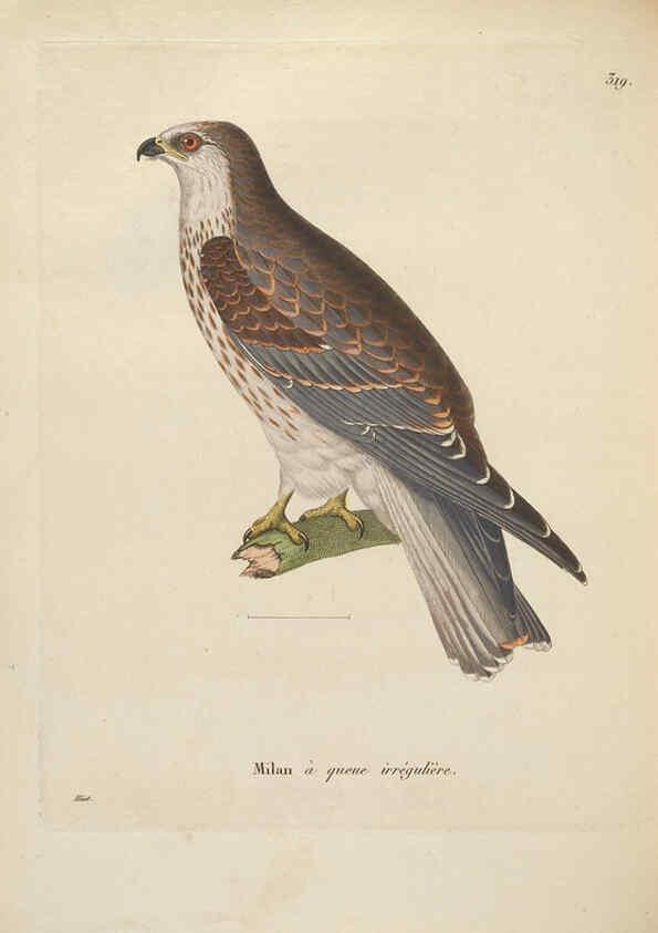 Reproducción/Reproduction 6285711267: Nouveau recueil de planches coloriées d'oiseaux A Strasbourgh ;Chez Legras Imbert et Comp.,1838