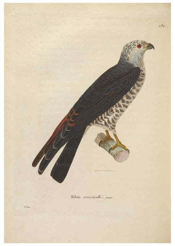 Reproducción/Reproduction 6285711431: Nouveau recueil de planches coloriées d'oiseaux A Strasbourgh ;Chez Legras Imbert et Comp.,1838