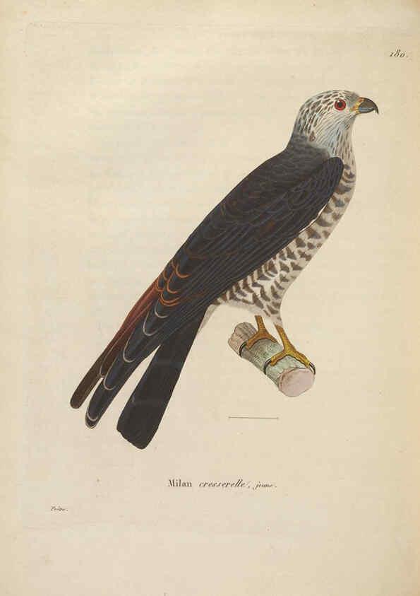 Reproducción/Reproduction 6285711431: Nouveau recueil de planches coloriées d'oiseaux A Strasbourgh ;Chez Legras Imbert et Comp.,1838
