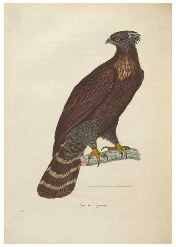 Reproducción/Reproduction 6286232350: Nouveau recueil de planches coloriées d'oiseaux A Strasbourgh ;Chez Legras Imbert et Comp.,1838