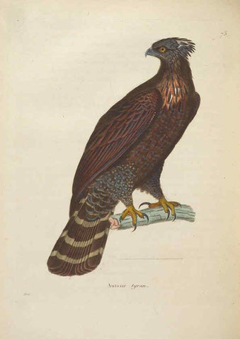 Reproducción/Reproduction 6286232350: Nouveau recueil de planches coloriées d'oiseaux A Strasbourgh ;Chez Legras Imbert et Comp.,1838