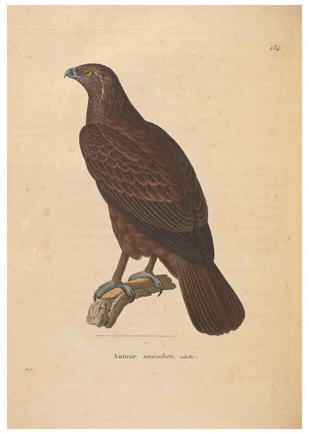 Reproducción/Reproduction 6285711779: Nouveau recueil de planches coloriées d'oiseaux A Strasbourgh ;Chez Legras Imbert et Comp.,1838