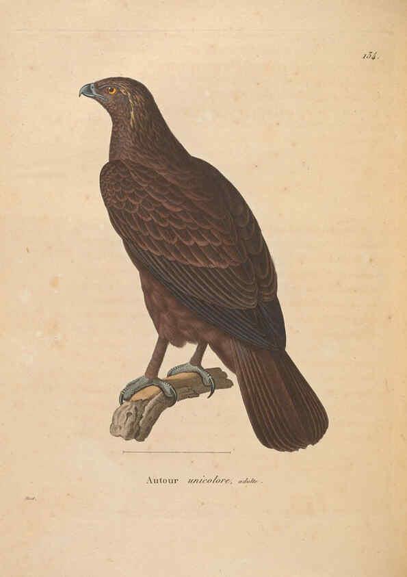 Reproducción/Reproduction 6285711779: Nouveau recueil de planches coloriées d'oiseaux A Strasbourgh ;Chez Legras Imbert et Comp.,1838
