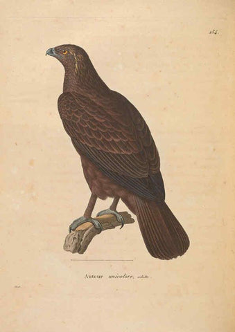 Reproducción/Reproduction 6285711779: Nouveau recueil de planches coloriées d'oiseaux A Strasbourgh ;Chez Legras Imbert et Comp.,1838