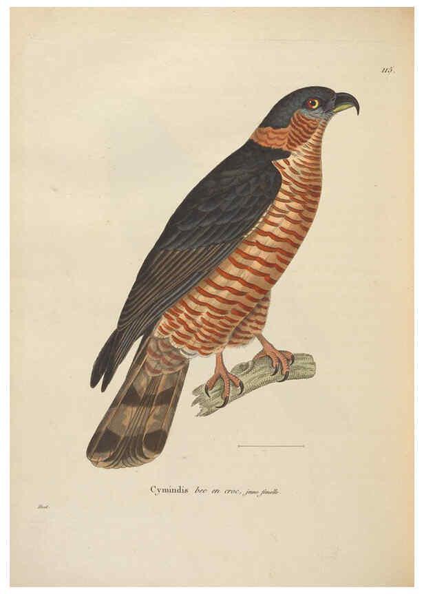 Reproducción/Reproduction 6286231408: Nouveau recueil de planches coloriées d'oiseaux A Strasbourgh ;Chez Legras Imbert et Comp.,1838