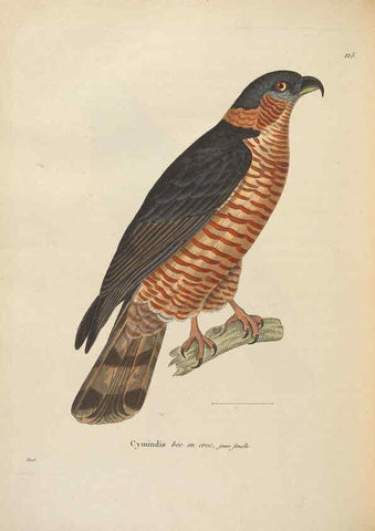 Reproducción/Reproduction 6286231408: Nouveau recueil de planches coloriées d'oiseaux A Strasbourgh ;Chez Legras Imbert et Comp.,1838