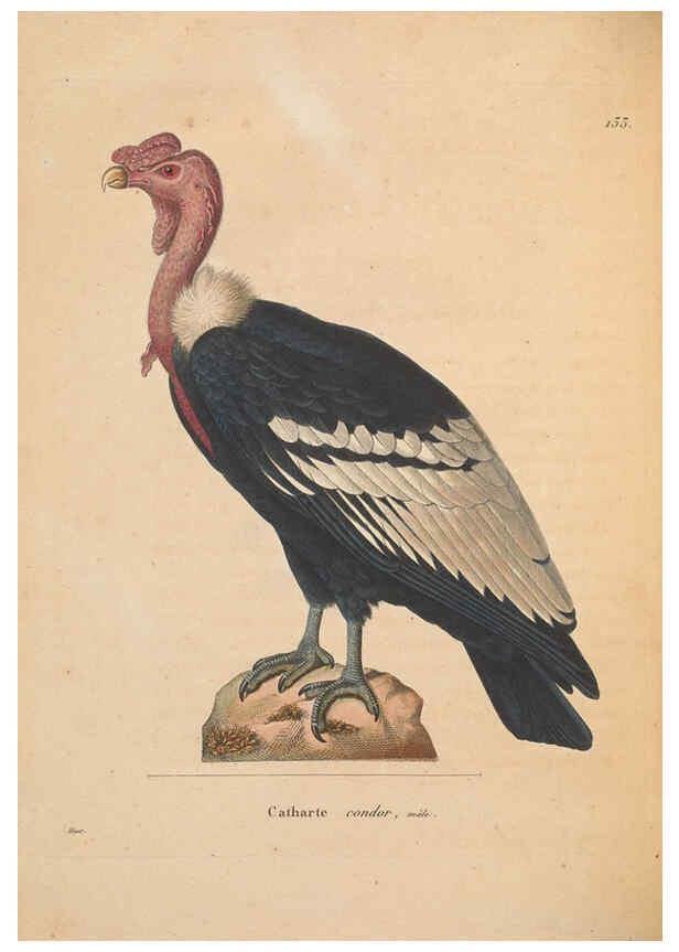 Reproducción/Reproduction 6286223052: Nouveau recueil de planches coloriées d'oiseaux A Strasbourgh ;Chez Legras Imbert et Comp.,1838