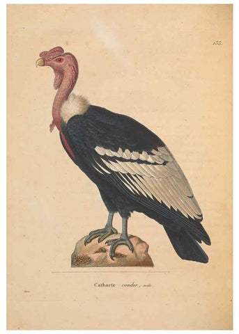 Reproducción/Reproduction 6286223052: Nouveau recueil de planches coloriées d'oiseaux A Strasbourgh ;Chez Legras Imbert et Comp.,1838