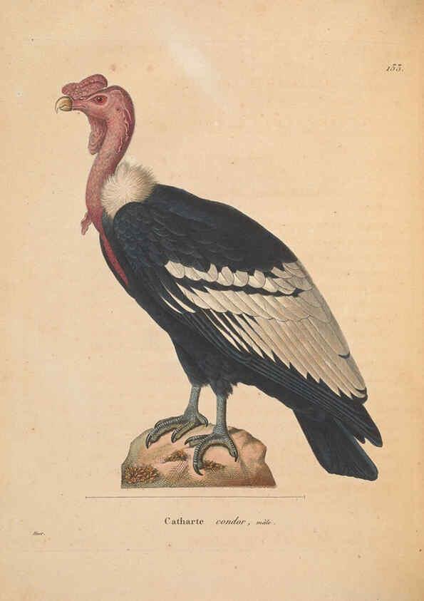 Reproducción/Reproduction 6286223052: Nouveau recueil de planches coloriées d'oiseaux A Strasbourgh ;Chez Legras Imbert et Comp.,1838