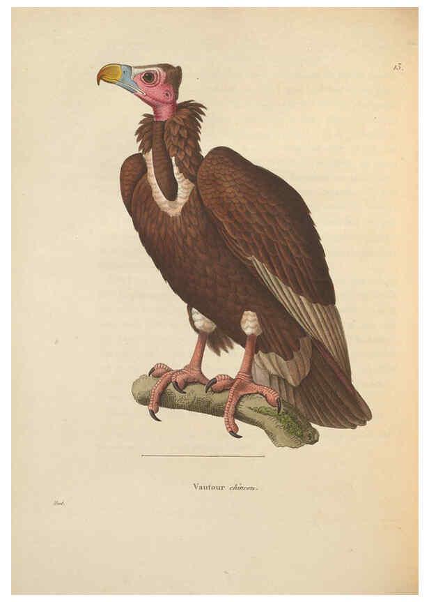 Reproducción/Reproduction 6286222866: Nouveau recueil de planches coloriées d'oiseaux A Strasbourgh ;Chez Legras Imbert et Comp.,1838