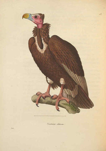 Reproducción/Reproduction 6286222866: Nouveau recueil de planches coloriées d'oiseaux A Strasbourgh ;Chez Legras Imbert et Comp.,1838