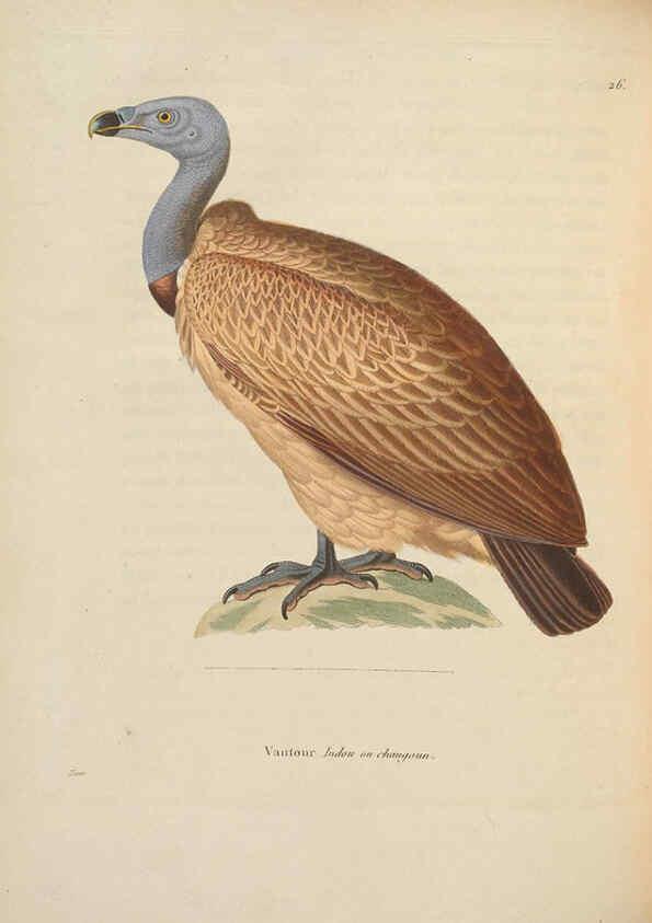 Reproducción/Reproduction 6285702061: Nouveau recueil de planches coloriées d'oiseaux A Strasbourgh ;Chez Legras Imbert et Comp.,1838