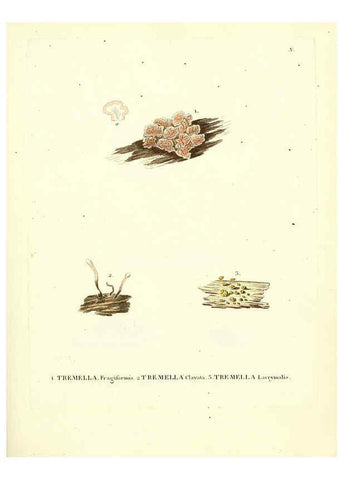 Reproducción/Reproduction 6283594905: Icones pictae specierum rariorum fungorum in synopsi methodica descriptarum Paris,Amand Koenig,1803-1808