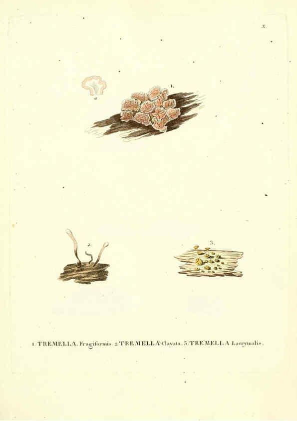 Reproducción/Reproduction 6283594905: Icones pictae specierum rariorum fungorum in synopsi methodica descriptarum Paris,Amand Koenig,1803-1808