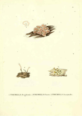 Reproducción/Reproduction 6283594905: Icones pictae specierum rariorum fungorum in synopsi methodica descriptarum Paris,Amand Koenig,1803-1808