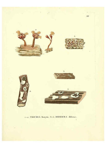 Reproducción/Reproduction 6283595177: Icones pictae specierum rariorum fungorum in synopsi methodica descriptarum Paris,Amand Koenig,1803-1808
