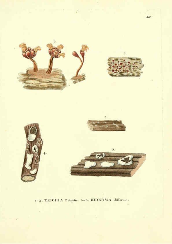Reproducción/Reproduction 6283595177: Icones pictae specierum rariorum fungorum in synopsi methodica descriptarum Paris,Amand Koenig,1803-1808