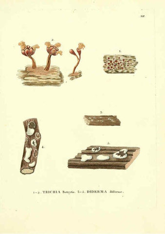 Reproducción/Reproduction 6283595177: Icones pictae specierum rariorum fungorum in synopsi methodica descriptarum Paris,Amand Koenig,1803-1808