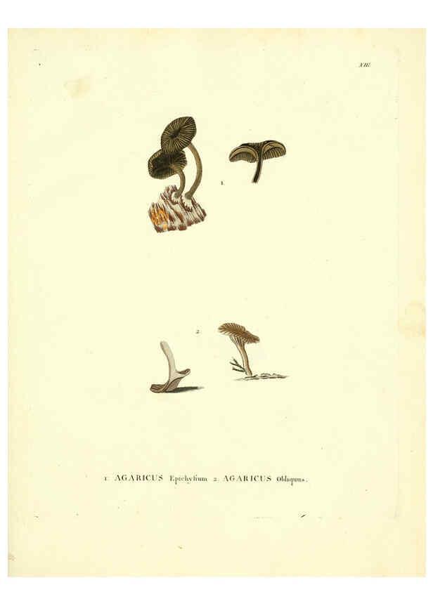 Reproducción/Reproduction 6284113982: Icones pictae specierum rariorum fungorum in synopsi methodica descriptarum Paris,Amand Koenig,1803-1808
