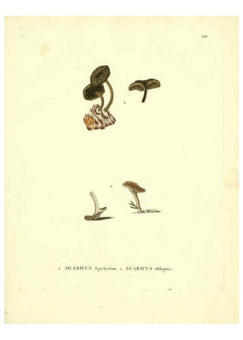 Reproducción/Reproduction 6284113982: Icones pictae specierum rariorum fungorum in synopsi methodica descriptarum Paris,Amand Koenig,1803-1808