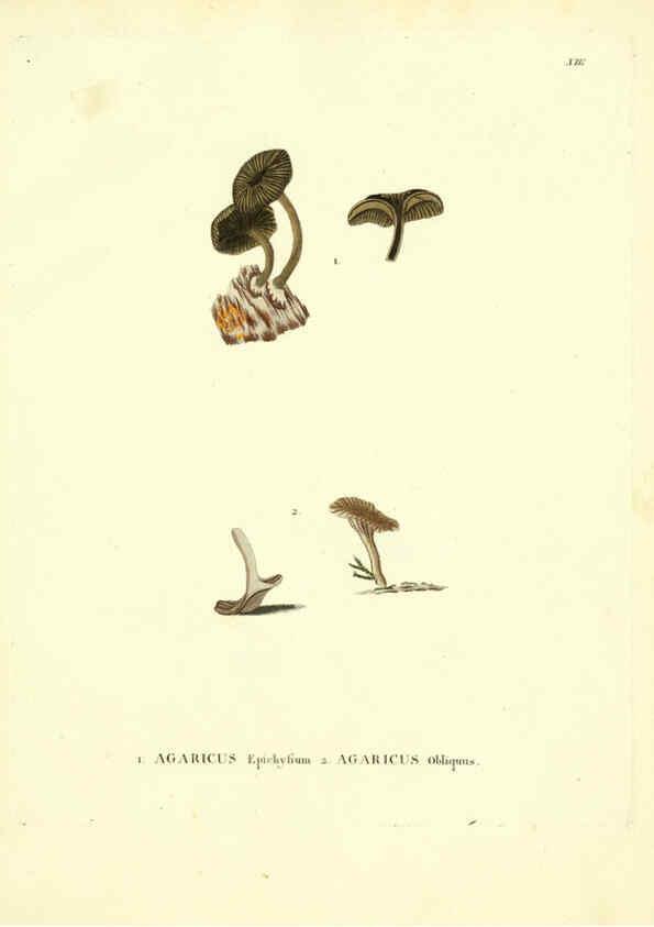 Reproducción/Reproduction 6284113982: Icones pictae specierum rariorum fungorum in synopsi methodica descriptarum Paris,Amand Koenig,1803-1808