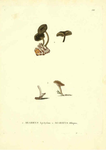 Reproducción/Reproduction 6284113982: Icones pictae specierum rariorum fungorum in synopsi methodica descriptarum Paris,Amand Koenig,1803-1808