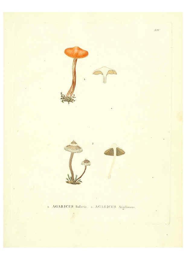 Reproducción/Reproduction 6284114312: Icones pictae specierum rariorum fungorum in synopsi methodica descriptarum Paris,Amand Koenig,1803-1808