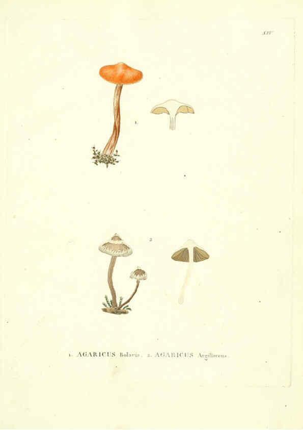 Reproducción/Reproduction 6284114312: Icones pictae specierum rariorum fungorum in synopsi methodica descriptarum Paris,Amand Koenig,1803-1808