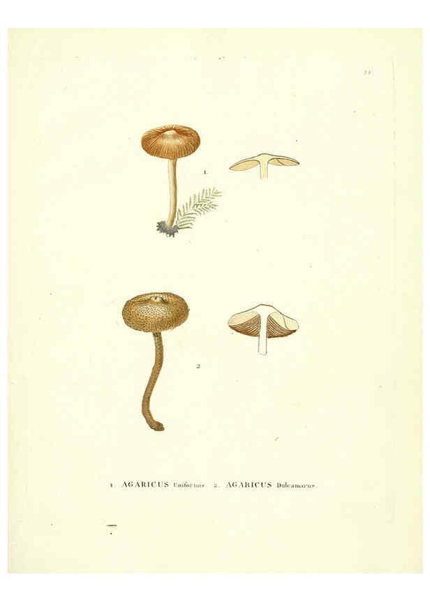 Reproducción/Reproduction 6283596399: Icones pictae specierum rariorum fungorum in synopsi methodica descriptarum Paris,Amand Koenig,1803-1808