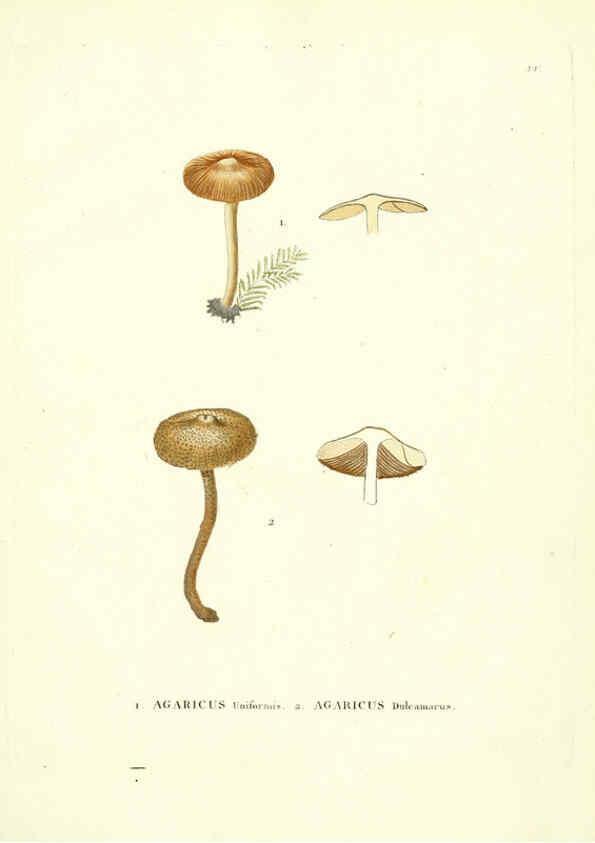 Reproducción/Reproduction 6283596399: Icones pictae specierum rariorum fungorum in synopsi methodica descriptarum Paris,Amand Koenig,1803-1808