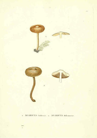 Reproducción/Reproduction 6283596399: Icones pictae specierum rariorum fungorum in synopsi methodica descriptarum Paris,Amand Koenig,1803-1808