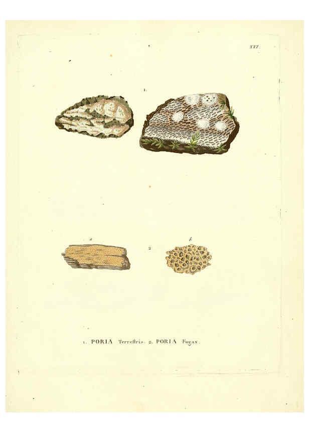 Reproducción/Reproduction 6284115082: Icones pictae specierum rariorum fungorum in synopsi methodica descriptarum Paris,Amand Koenig,1803-1808