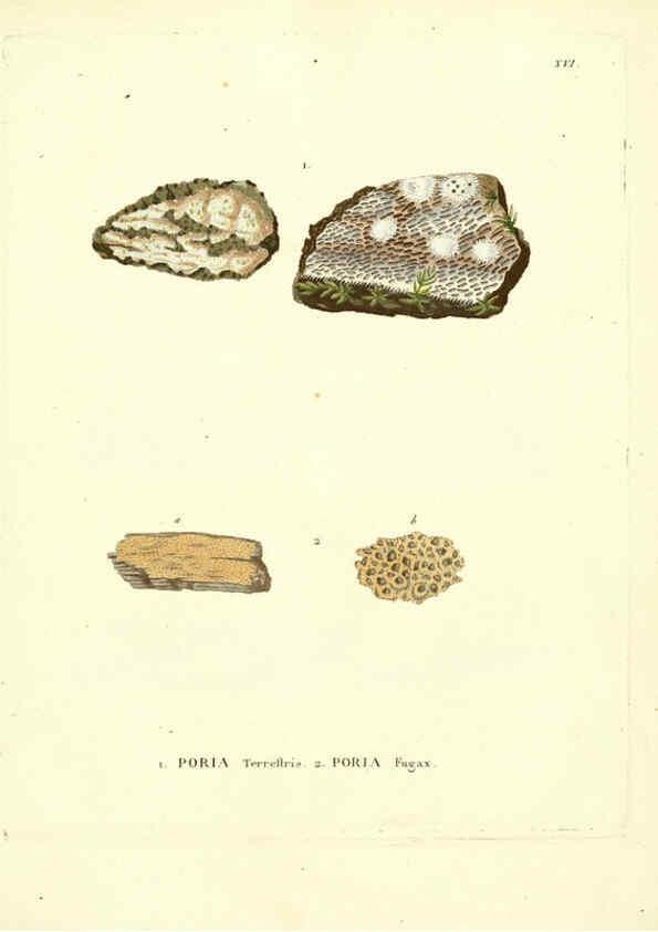 Reproducción/Reproduction 6284115082: Icones pictae specierum rariorum fungorum in synopsi methodica descriptarum Paris,Amand Koenig,1803-1808