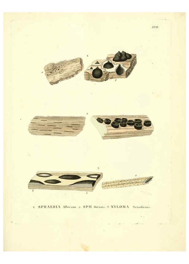 Reproducción/Reproduction 6283596903: Icones pictae specierum rariorum fungorum in synopsi methodica descriptarum Paris,Amand Koenig,1803-1808