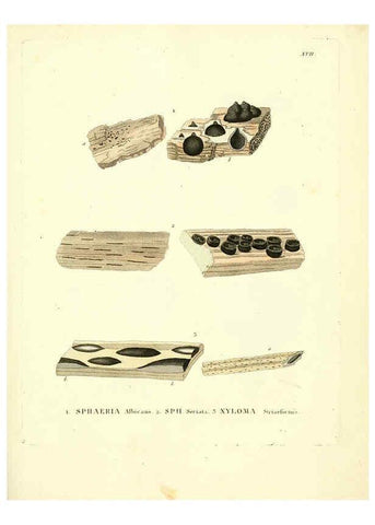 Reproducción/Reproduction 6283596903: Icones pictae specierum rariorum fungorum in synopsi methodica descriptarum Paris,Amand Koenig,1803-1808