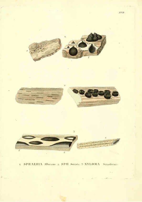 Reproducción/Reproduction 6283596903: Icones pictae specierum rariorum fungorum in synopsi methodica descriptarum Paris,Amand Koenig,1803-1808