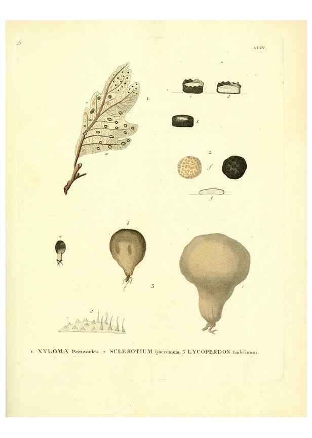 Reproducción/Reproduction 6283597367: Icones pictae specierum rariorum fungorum in synopsi methodica descriptarum Paris,Amand Koenig,1803-1808