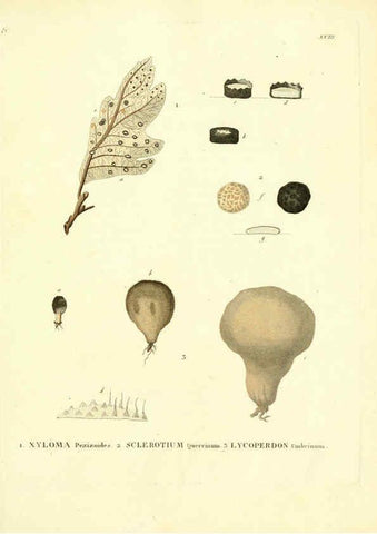 Reproducción/Reproduction 6283597367: Icones pictae specierum rariorum fungorum in synopsi methodica descriptarum Paris,Amand Koenig,1803-1808