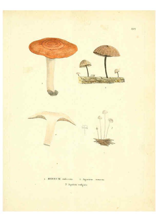 Reproducción/Reproduction 6284116140: Icones pictae specierum rariorum fungorum in synopsi methodica descriptarum Paris,Amand Koenig,1803-1808